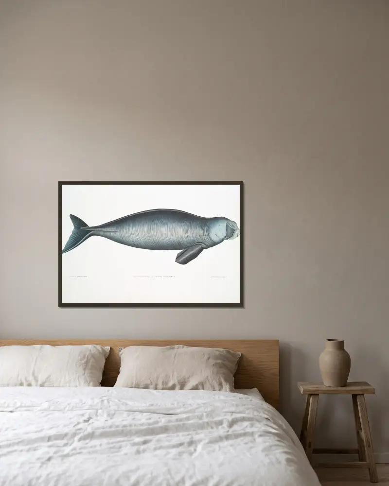 Indian Dugong, Halicora Dugung. av John Edward Gray inramad på en vägg