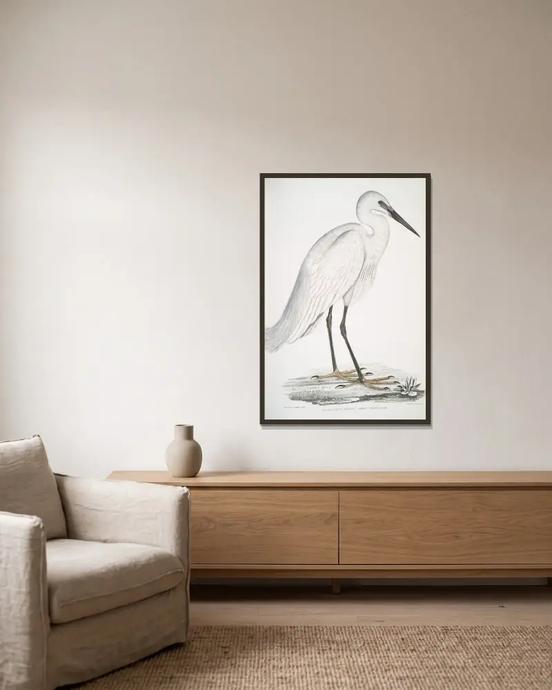 Indian white Heron, Ardea orientalis. av John Edward Gray inramad på en vägg