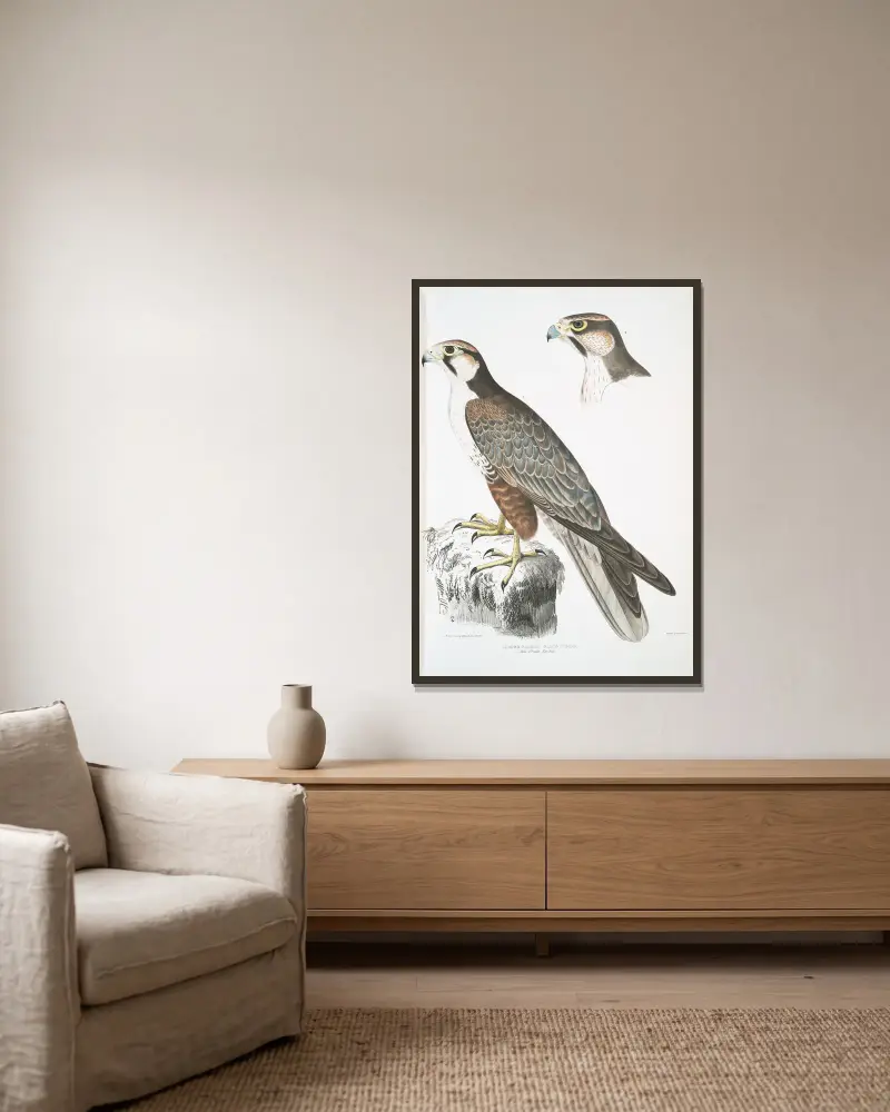 Jagdfalk, Falco Jugger. 1. Männchen, 2. Weibchen. Natürliche Größe. von John Edward Gray gerahmt an einer Wand