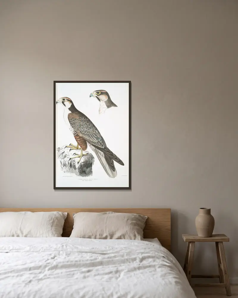 Jagdfalk, Falco Jugger. 1. Männchen, 2. Weibchen. Natürliche Größe. von John Edward Gray gerahmt an einer Wand