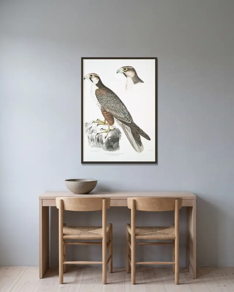 Jagdfalk, Falco Jugger. 1. Männchen, 2. Weibchen. Natürliche Größe. von John Edward Gray gerahmt an einer Wand