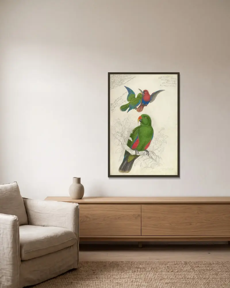 Eclectus Roratus Polychloros von Edward Lear gerahmt an einer Wand