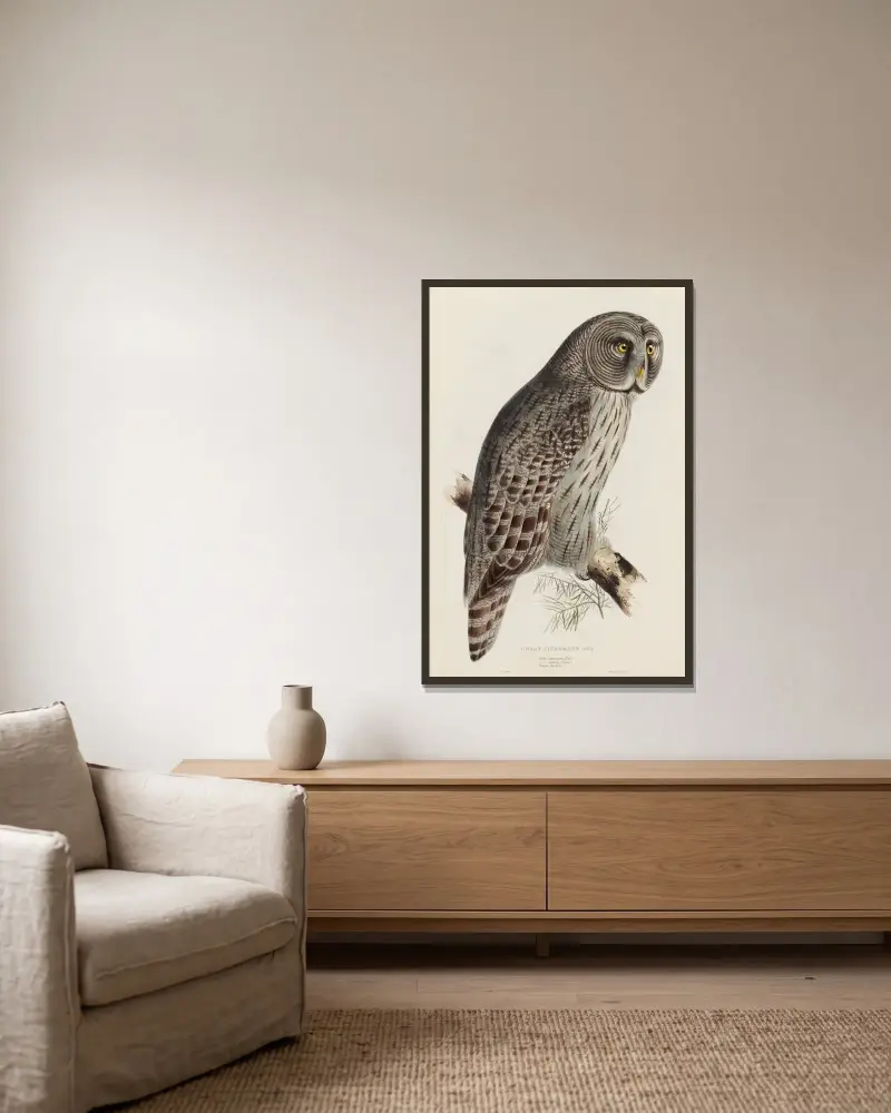 Stor grå uggla av Edward Lear inramad på en vägg
