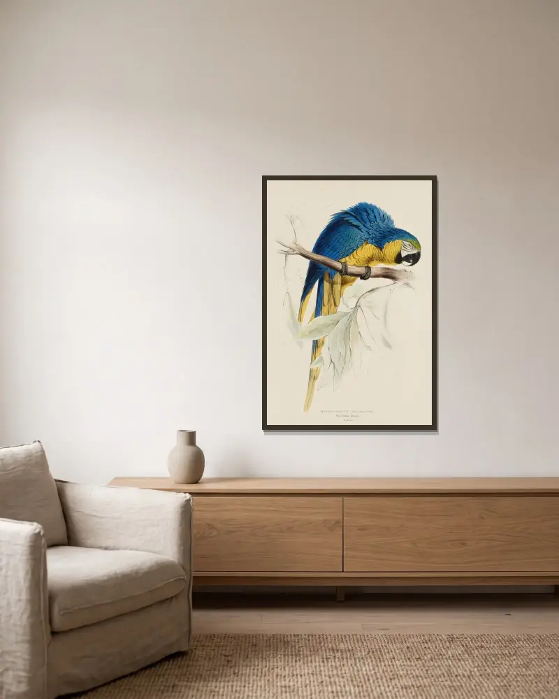 Macrocercus Ararauna. Blau- und Gelbara von Edward Lear gerahmt an einer Wand