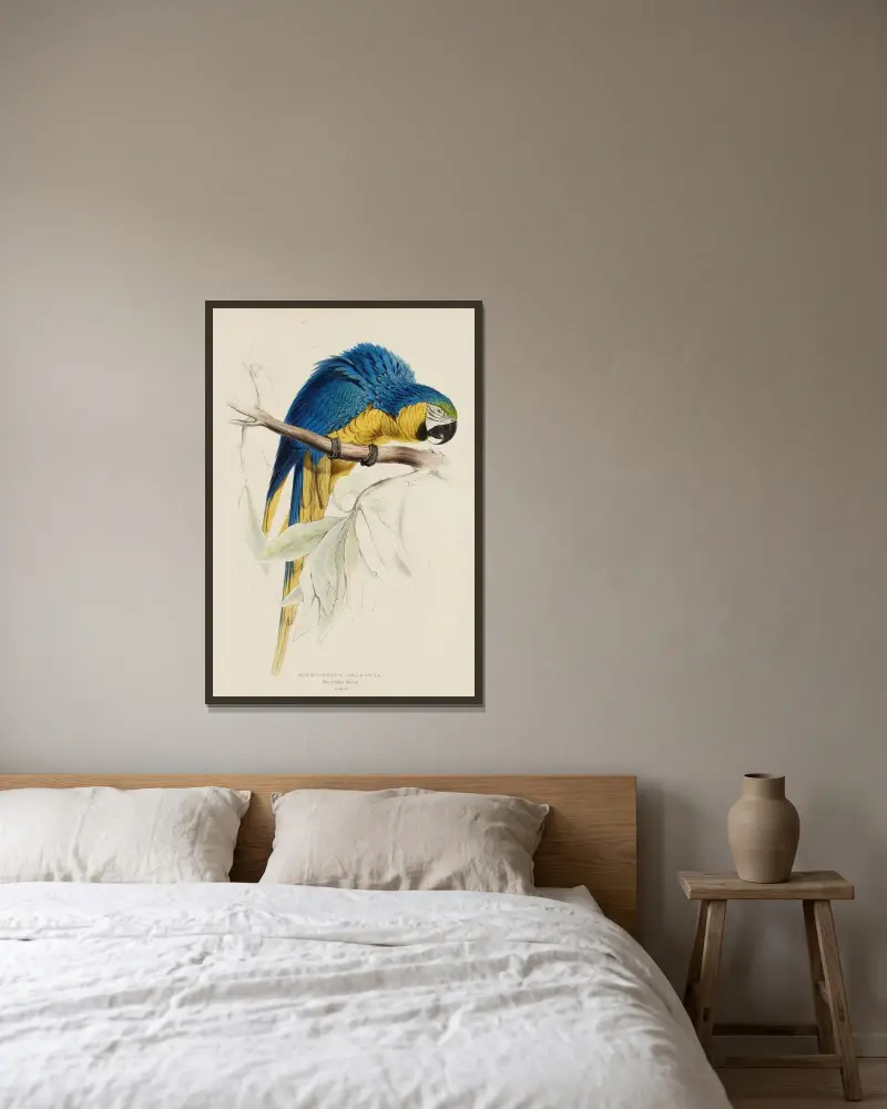 Macrocercus Ararauna. Blau- und Gelbara von Edward Lear gerahmt an einer Wand