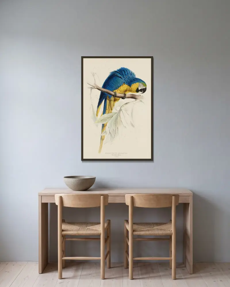 Macrocercus Ararauna. Blau- und Gelbara von Edward Lear gerahmt an einer Wand
