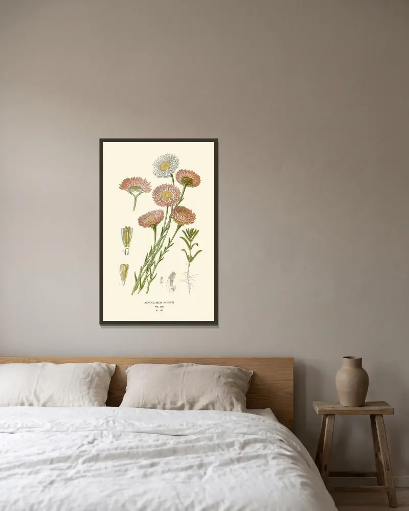 Acroclinium Roseum av Edward Step inramad på en vägg
