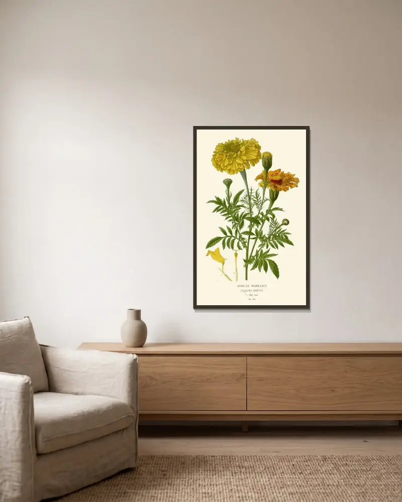 Afrikanische Ringelblume von Edward Step gerahmt an einer Wand