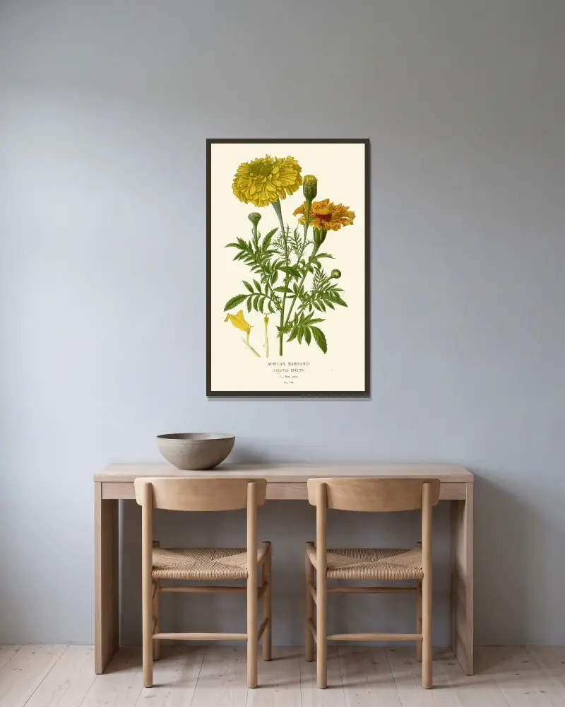 Afrikanische Ringelblume von Edward Step gerahmt an einer Wand