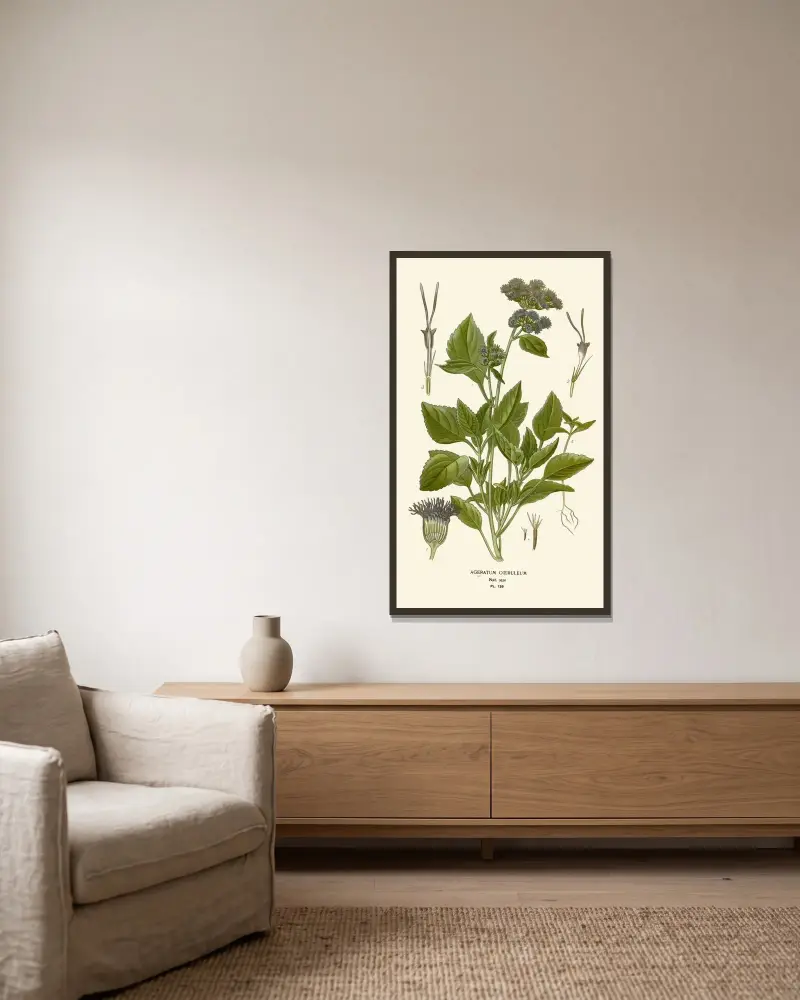 Ageratum Coeruleum av Edward Step inramad på en vägg