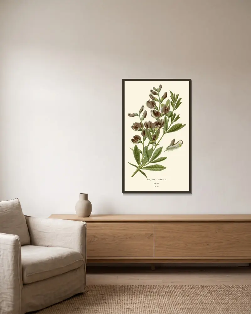 Baptisia Australis von Edward Step gerahmt an einer Wand