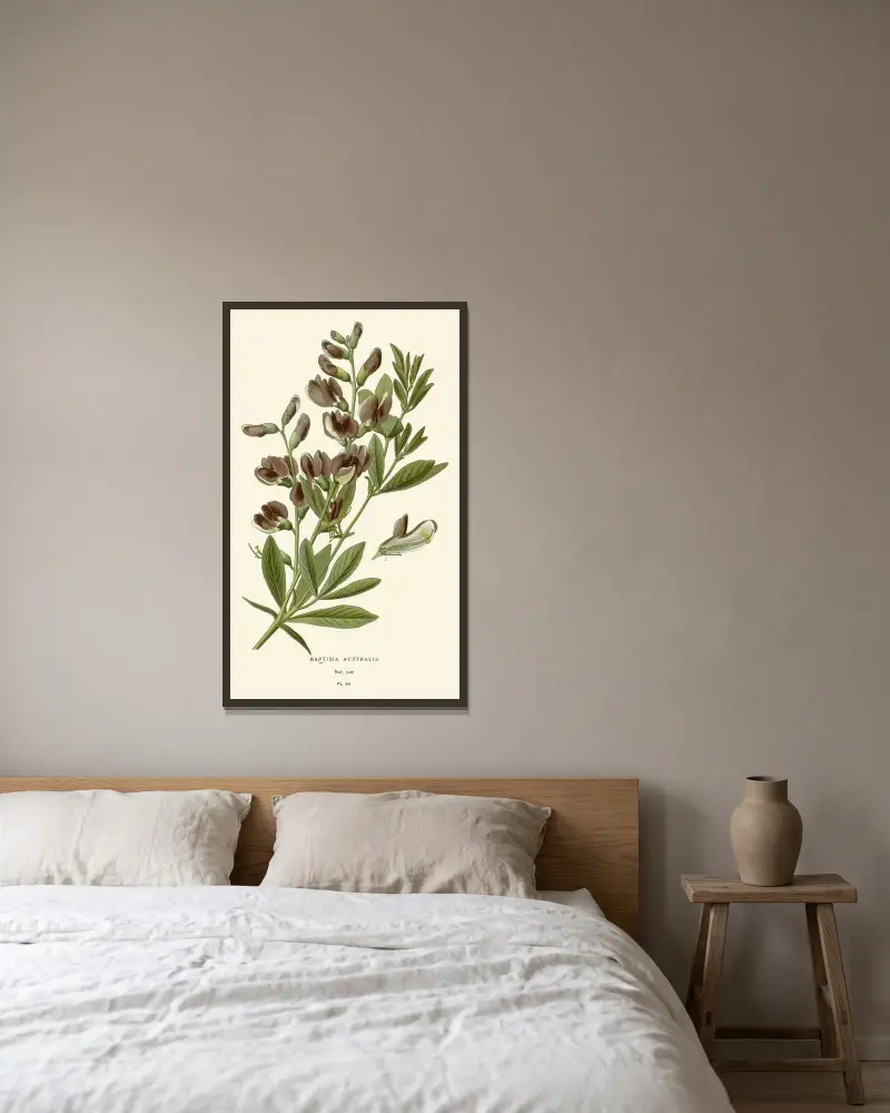 Baptisia Australis von Edward Step gerahmt an einer Wand