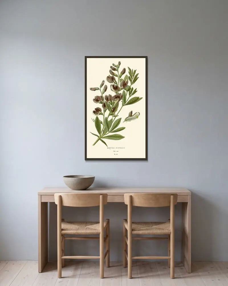 Baptisia Australis von Edward Step gerahmt an einer Wand