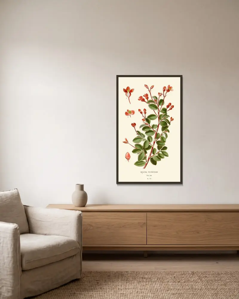 Begonia Fuchsioides von Edward Step gerahmt an einer Wand