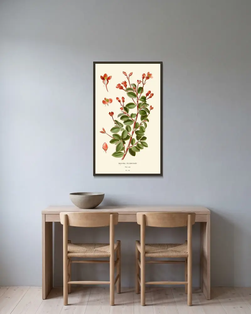 Begonia Fuchsioides von Edward Step gerahmt an einer Wand