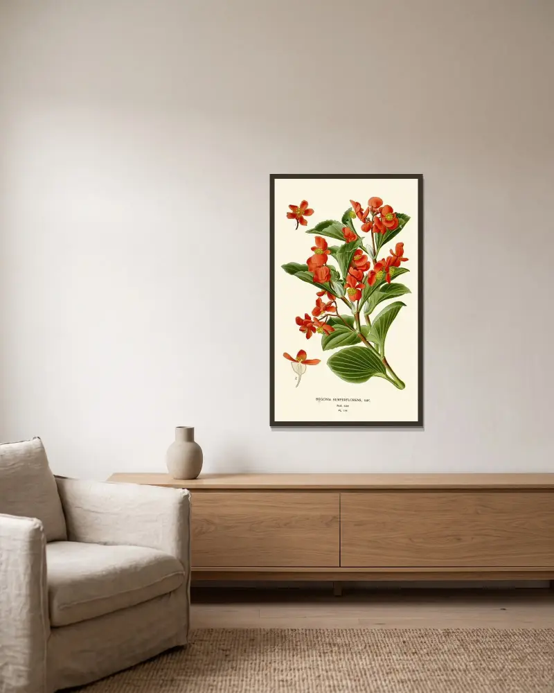Begonia Semperflorens av Edward Step inramad på en vägg