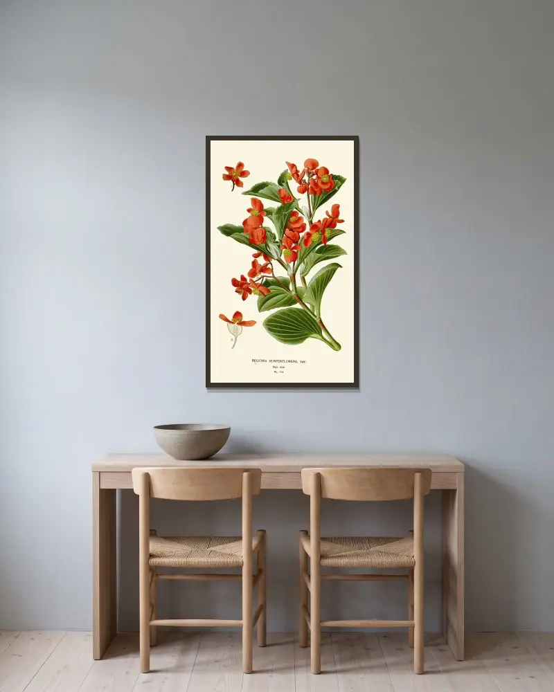 Begonia Semperflorens av Edward Step inramad på en vägg