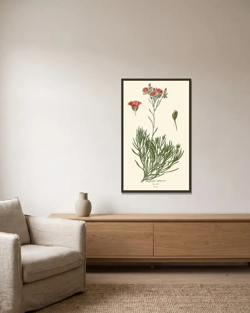 Calandrinia Umbellata av Edward Step inramad på en vägg