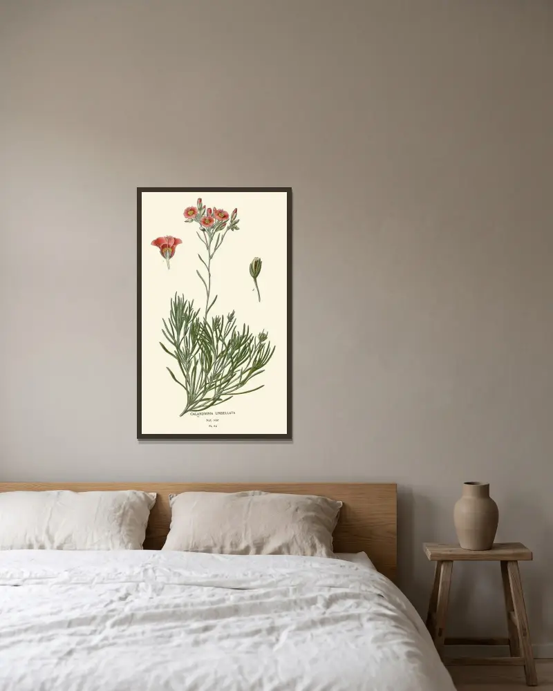 Calandrinia Umbellata av Edward Step inramad på en vägg