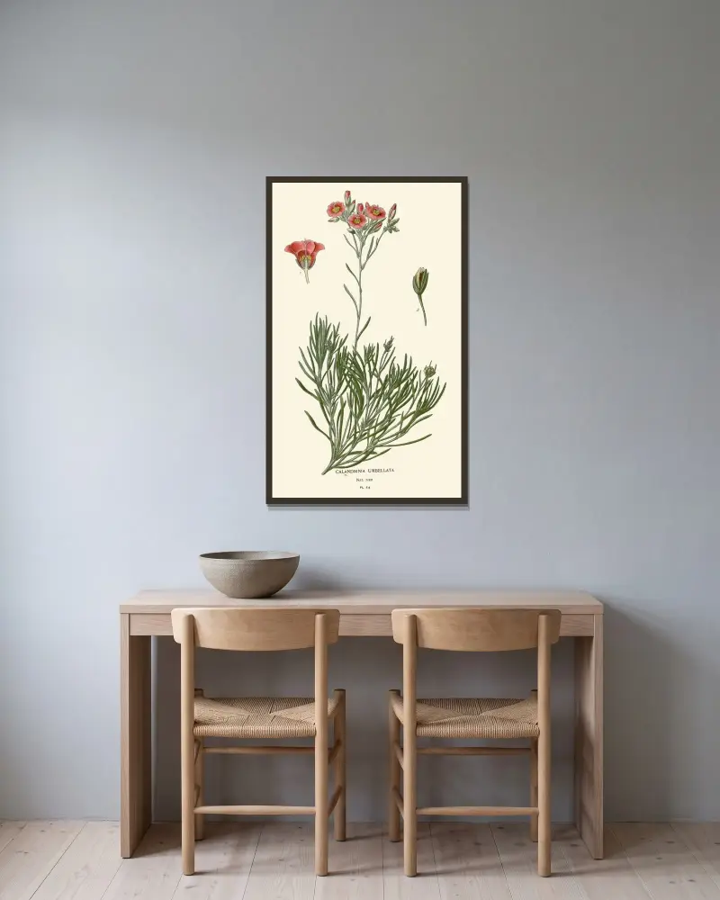 Calandrinia Umbellata av Edward Step inramad på en vägg