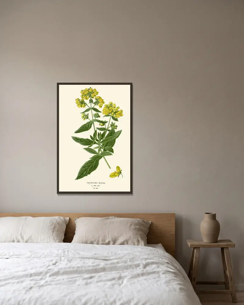 Calceolaria Rugosa, Edward Step w ramie na ścianie
