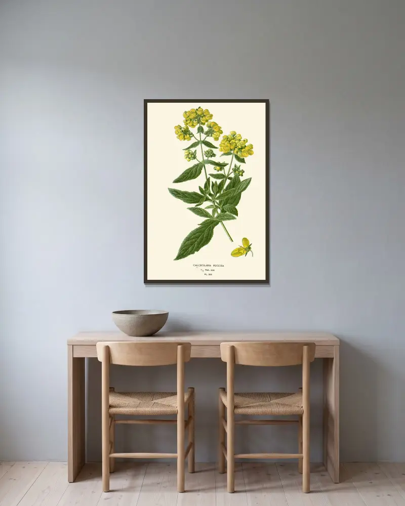 Calceolaria Rugosa, Edward Step w ramie na ścianie