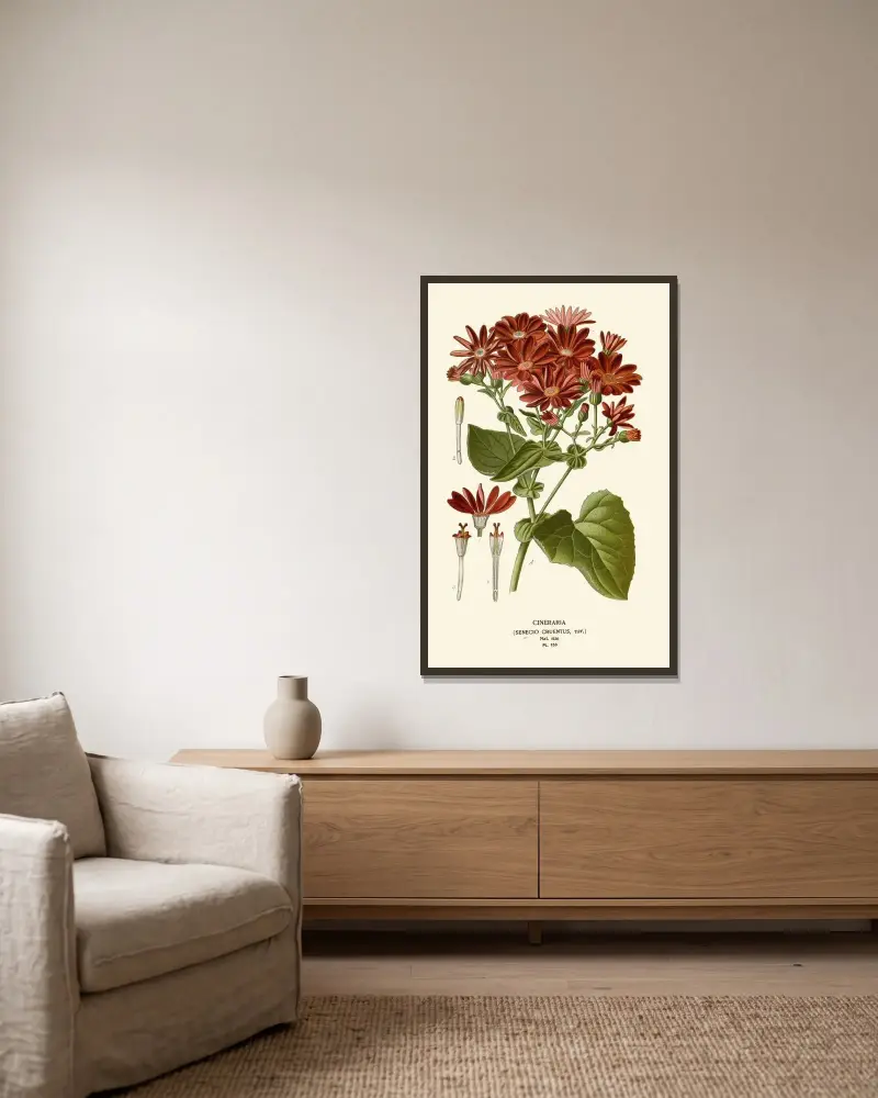 Cineraria von Edward Step gerahmt an einer Wand