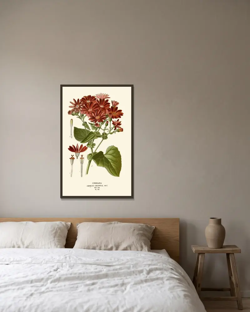 Cineraria von Edward Step gerahmt an einer Wand