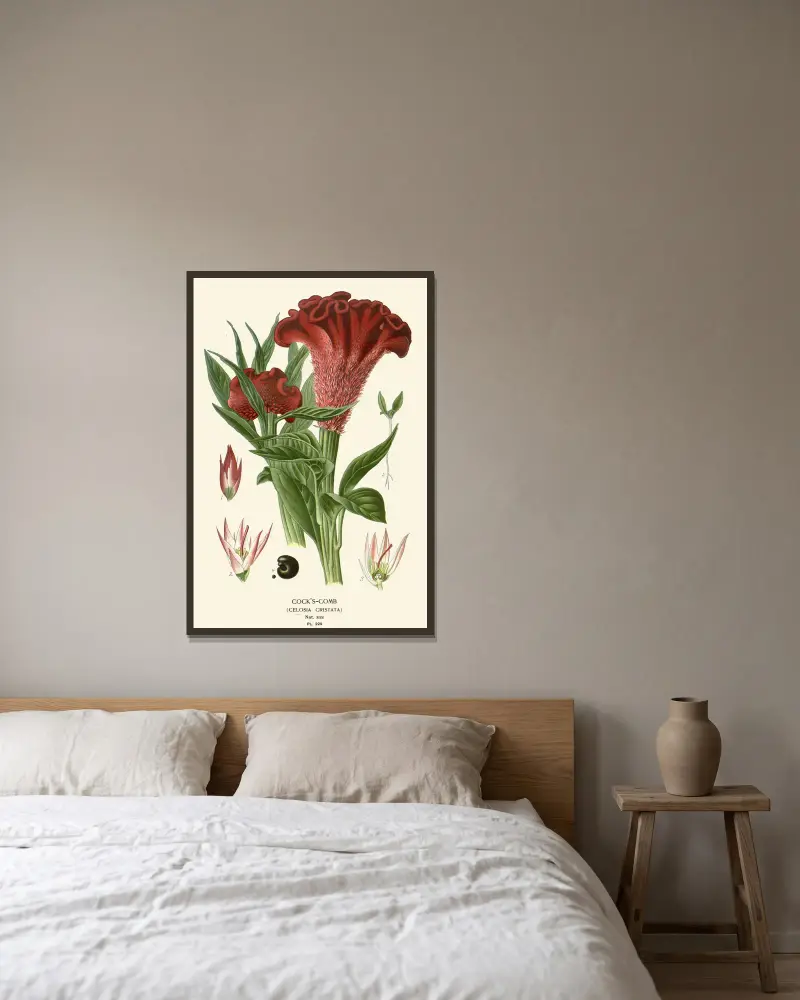 Hahnenkamm von Edward Step gerahmt an einer Wand