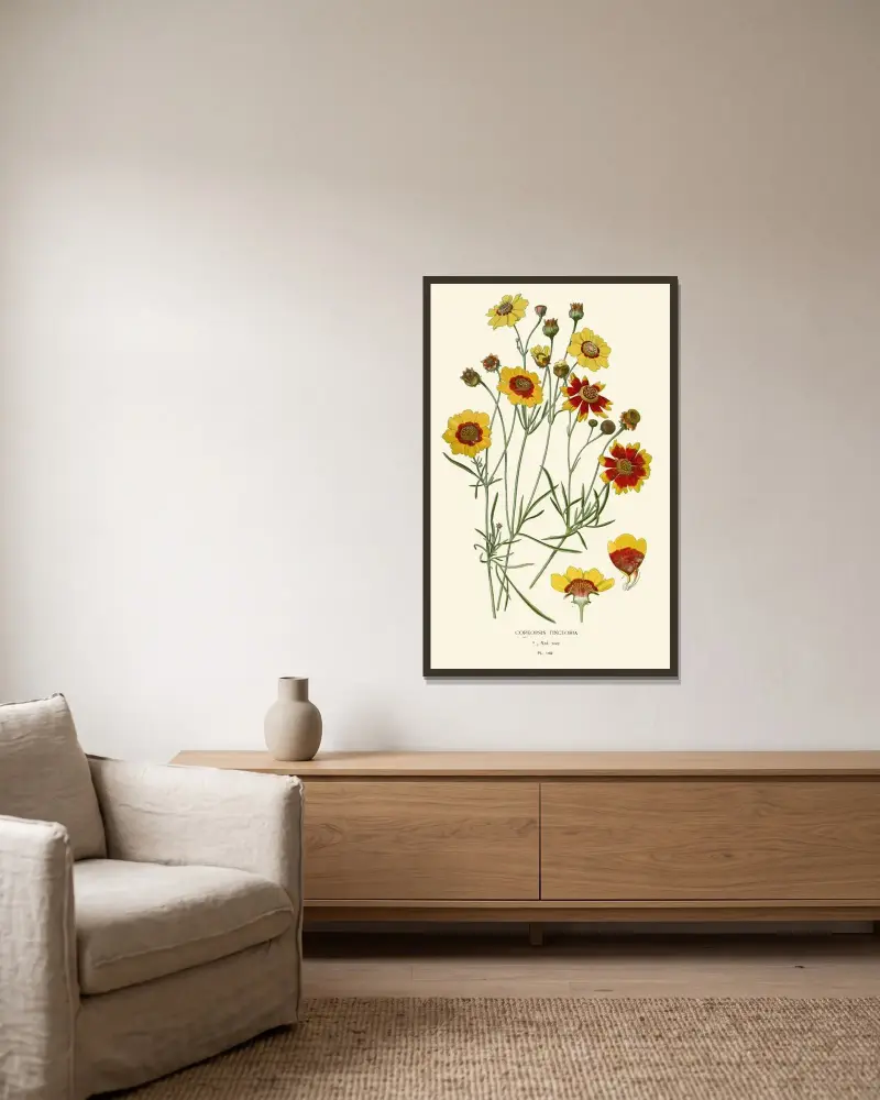 Coreopsis Tinctoria av Edward Step inramad på en vägg