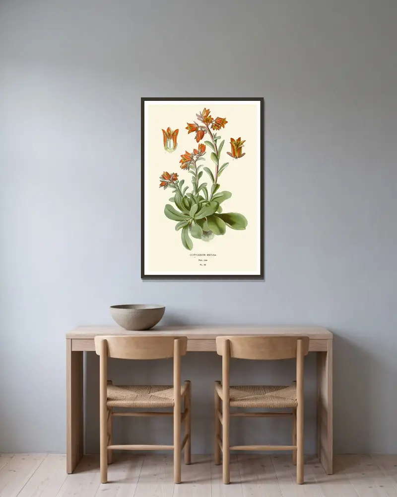 Cotyledon Retusa, Edward Step v rámu na stěně