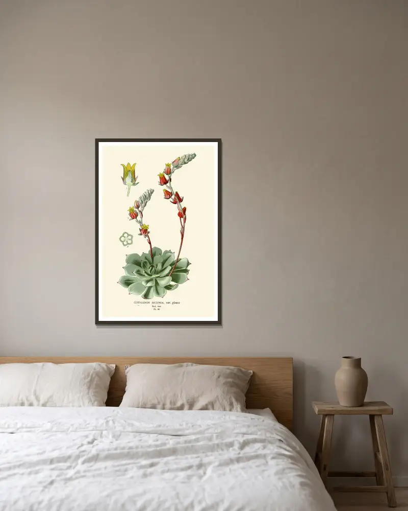 Cotyledon Secunda, Edward Step v rámu na stěně