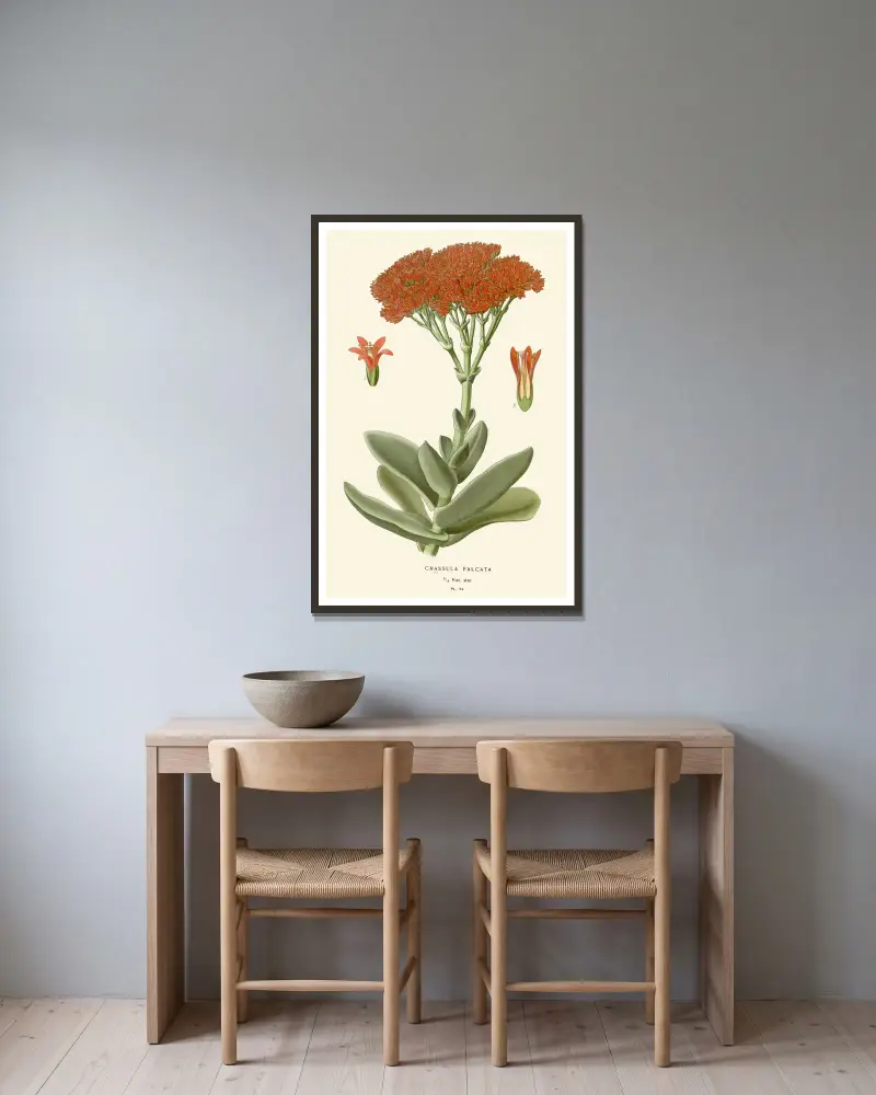 Crassula Falcata, Edward Step v rámu na stěně