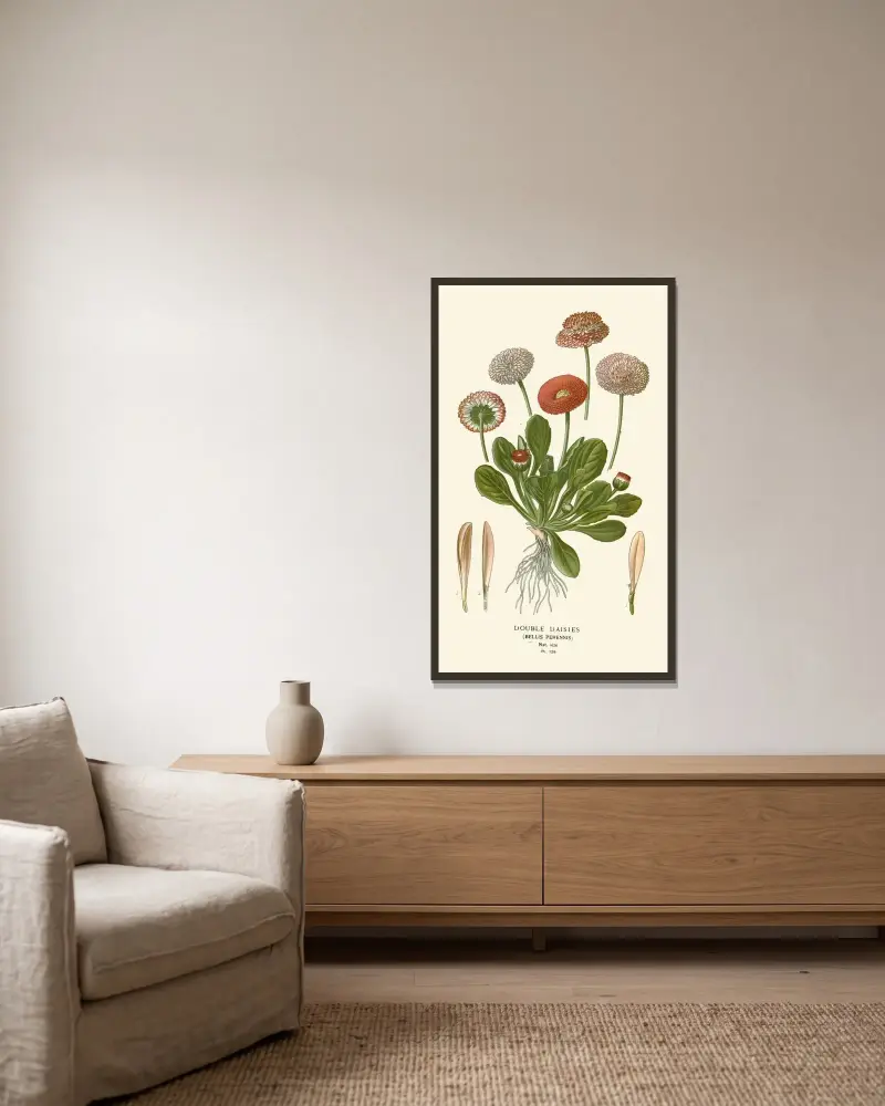 Gefüllte Gänseblümchen von Edward Step gerahmt an einer Wand