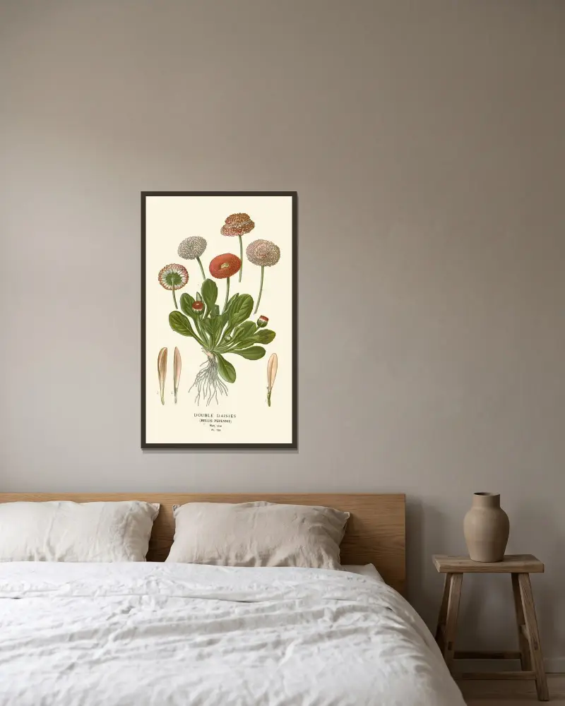 Gefüllte Gänseblümchen von Edward Step gerahmt an einer Wand