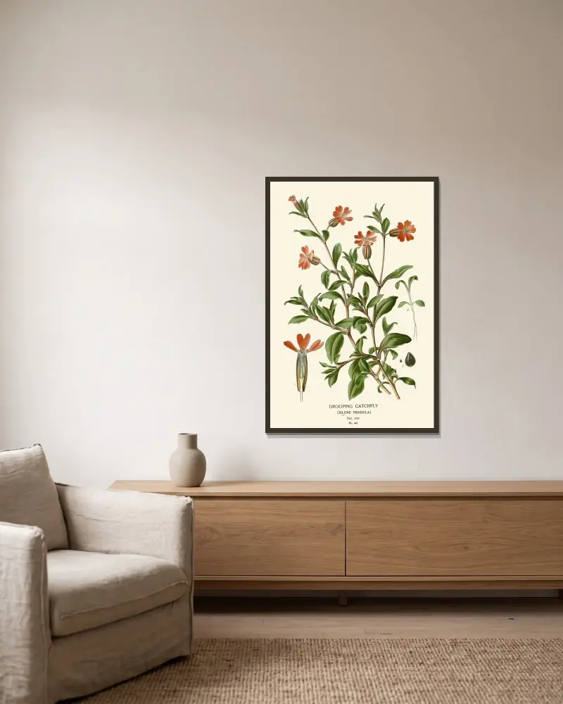 Drooping Catchfly av Edward Step inramad på en vägg