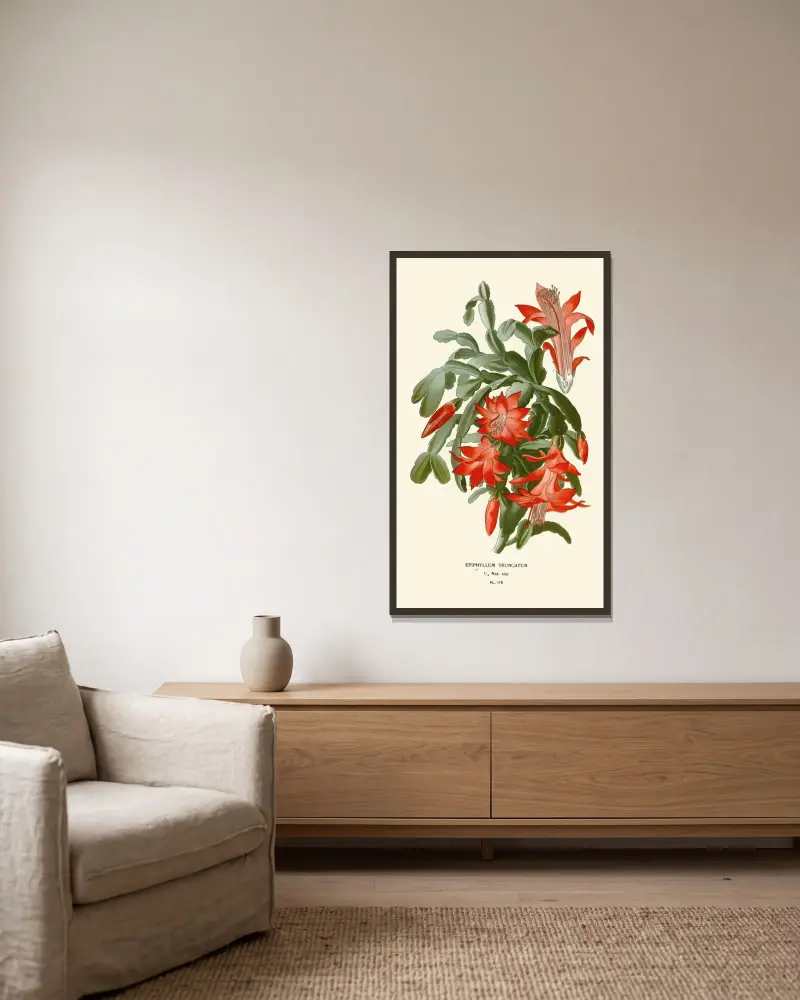 Epiphyllum Truncatum av Edward Step inramad på en vägg