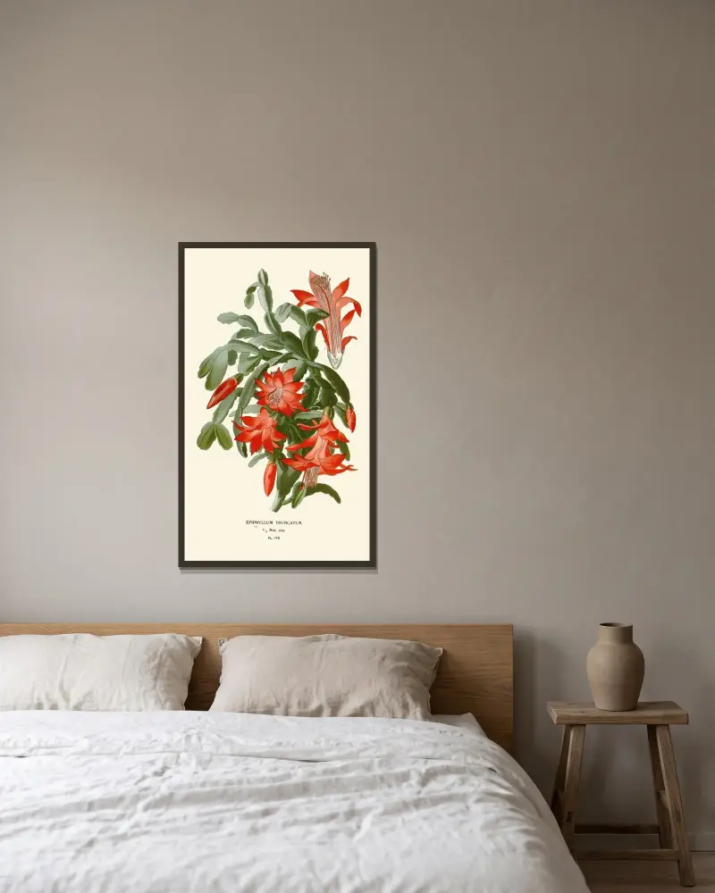 Epiphyllum Truncatum av Edward Step inramad på en vägg