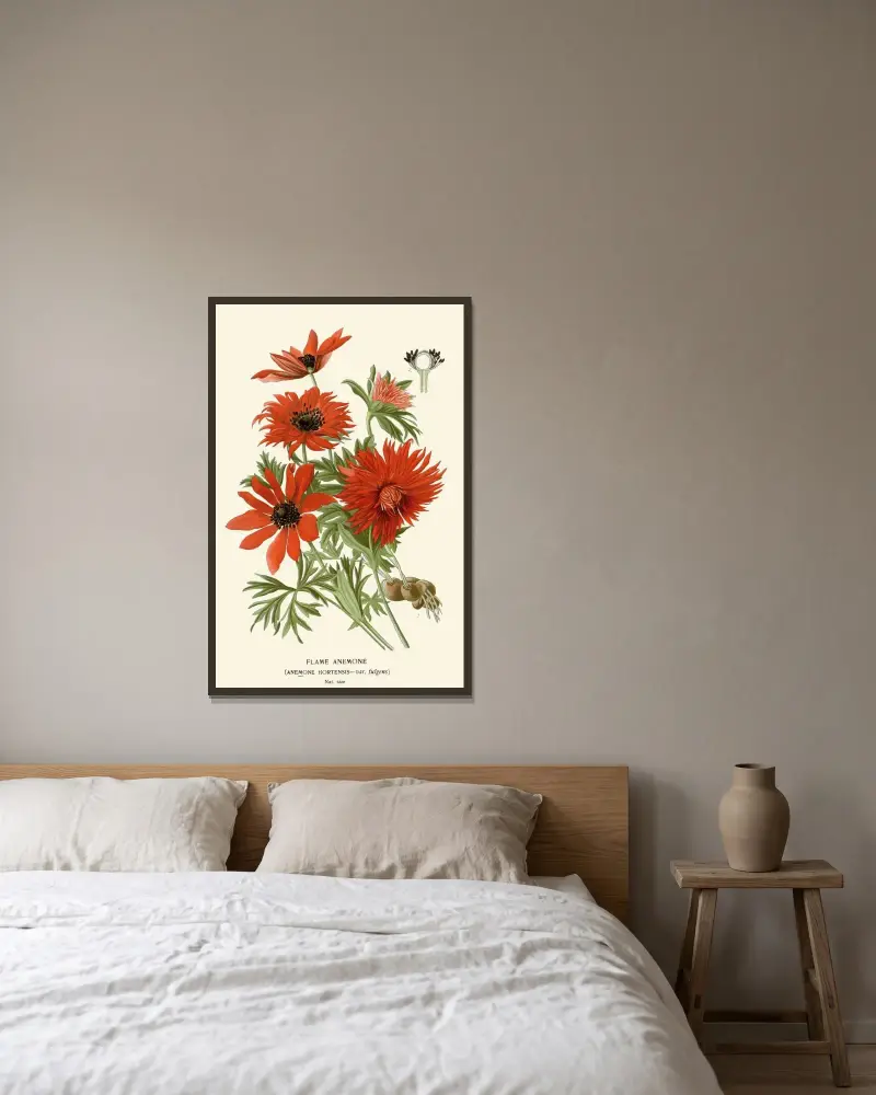 Flammen-Anemone von Edward Step gerahmt an einer Wand