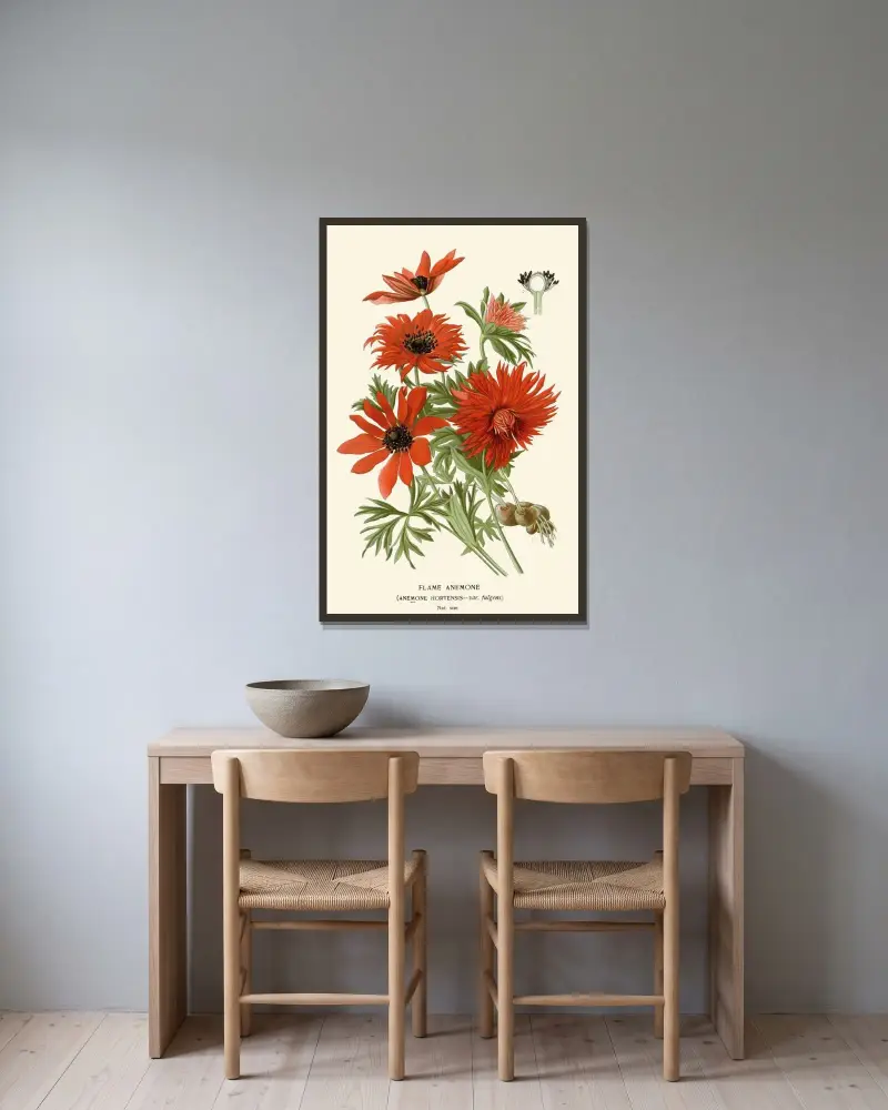 Flammen-Anemone von Edward Step gerahmt an einer Wand