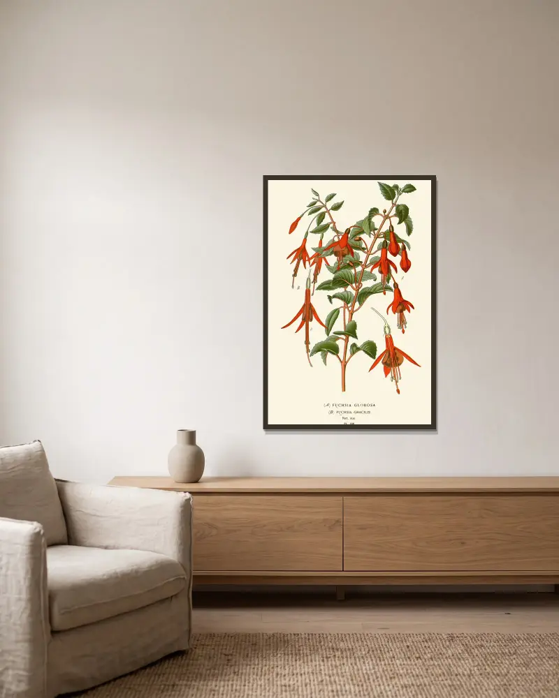 Fushia Globosa, Fuschia Gracilis av Edward Step inramad på en vägg