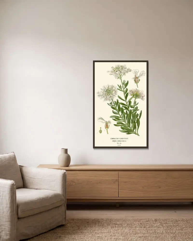 Gibraltar-Candytuft von Edward Step gerahmt an einer Wand