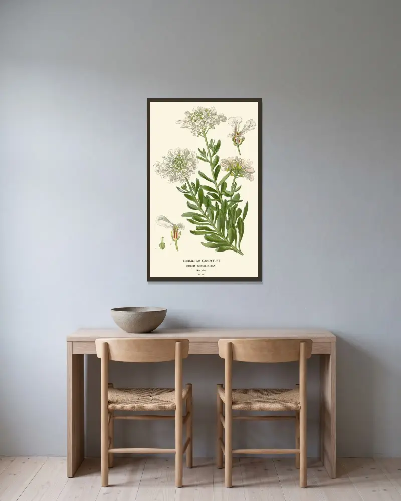 Gibraltar-Candytuft von Edward Step gerahmt an einer Wand
