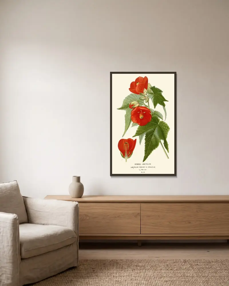 Hybrid Abutilon av Edward Step inramad på en vägg