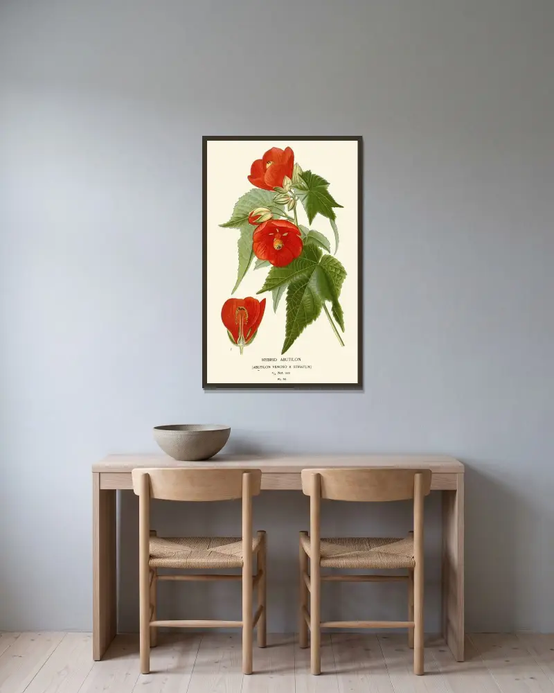 Hybrid Abutilon av Edward Step inramad på en vägg
