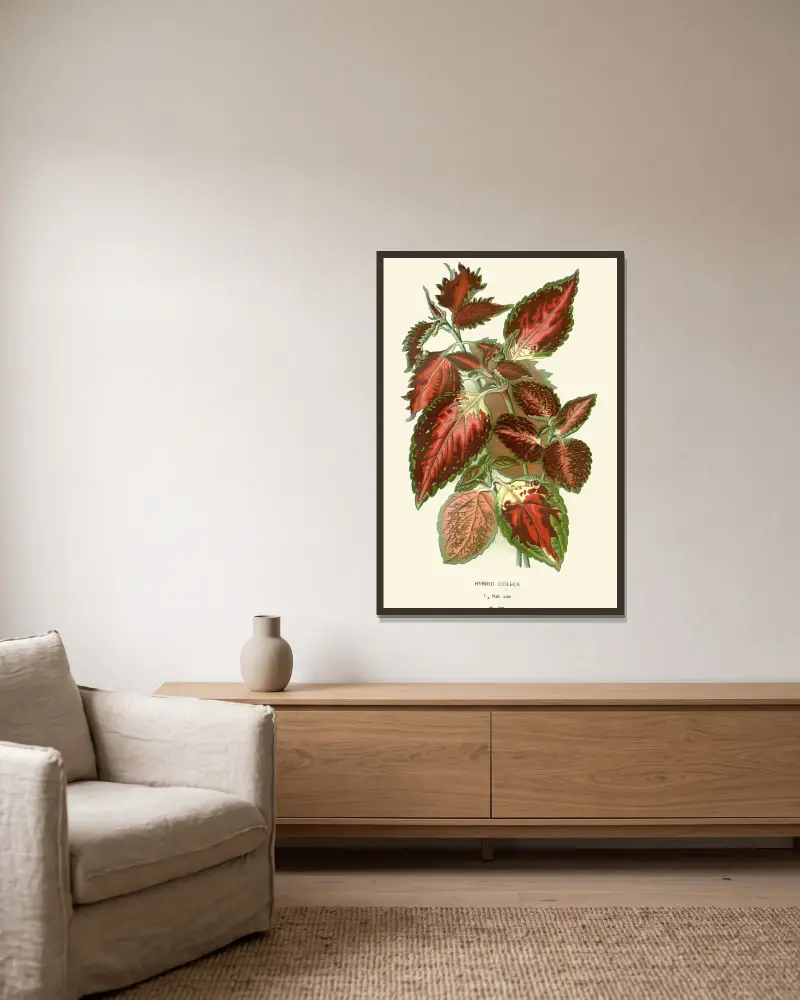 Hybridní coleus, Edward Step v rámu na stěně