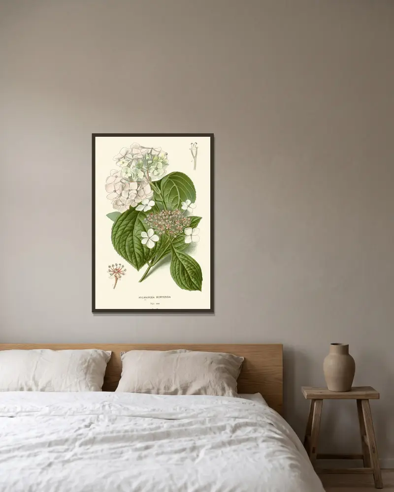 Hortensie, Edward Step v rámu na stěně