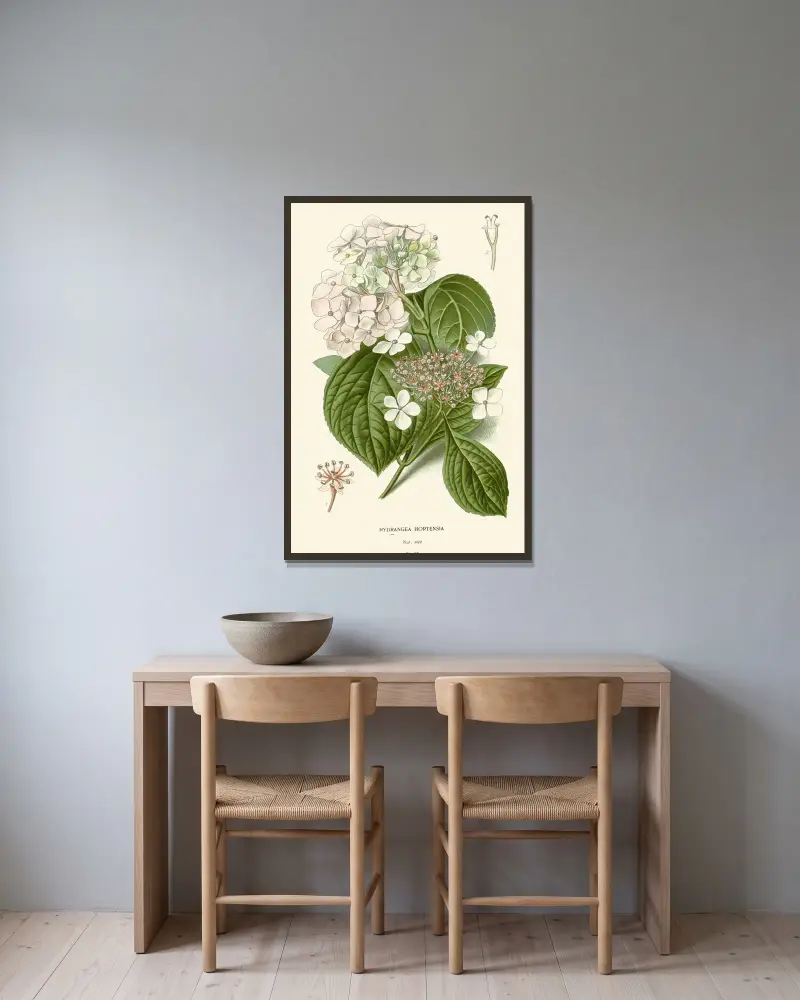 Hortensie, Edward Step v rámu na stěně