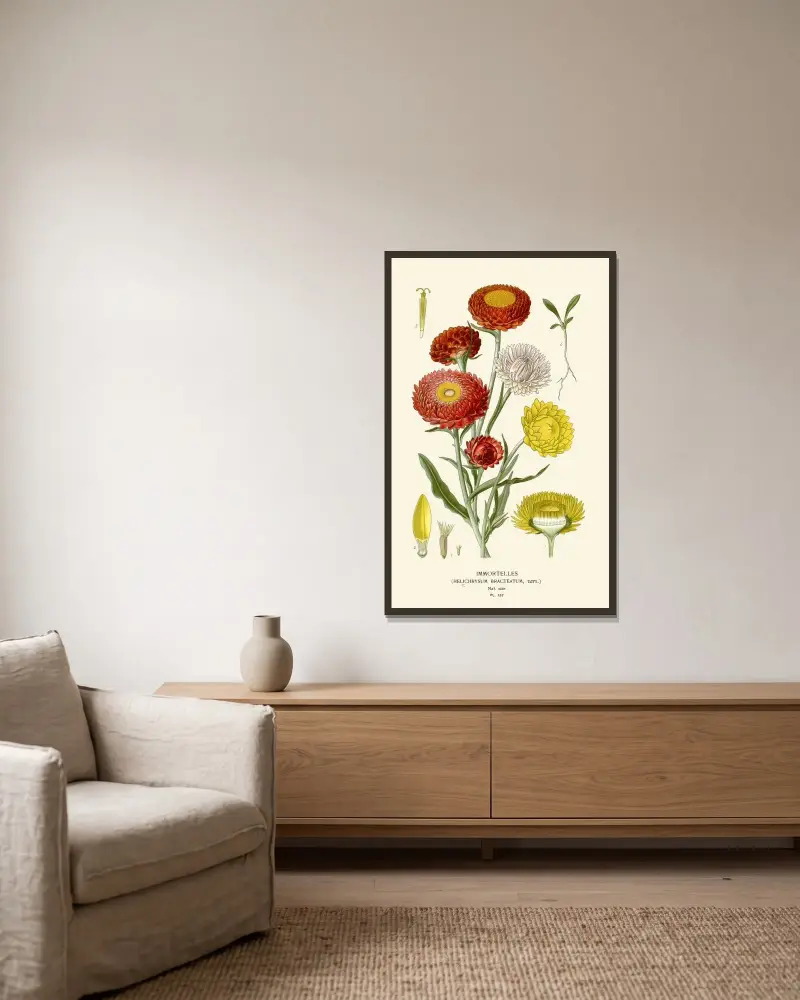 Immortelles von Edward Step gerahmt an einer Wand