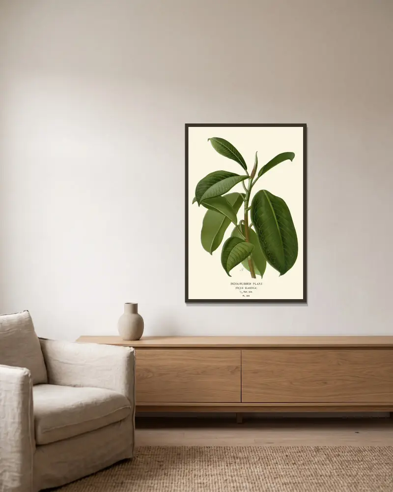 Gummibaum von Edward Step gerahmt an einer Wand